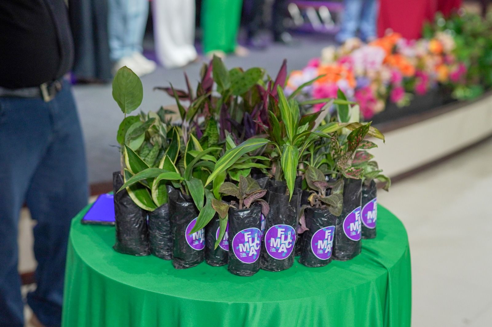 Imagem de capa da galeria