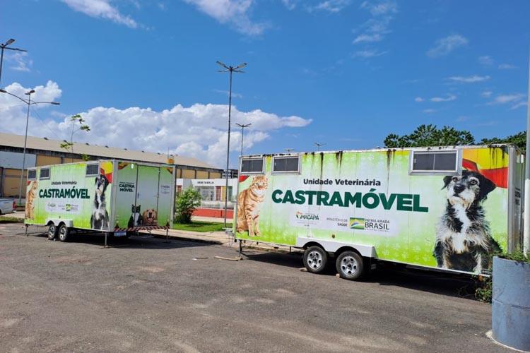 Castramóvel Itinerante: gatos de ambos os sexos seguem como público-alvo desta semana