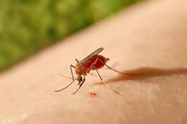 Vigilância de saúde para prevenir a Febre de Oropouche é reforçada no Amapá