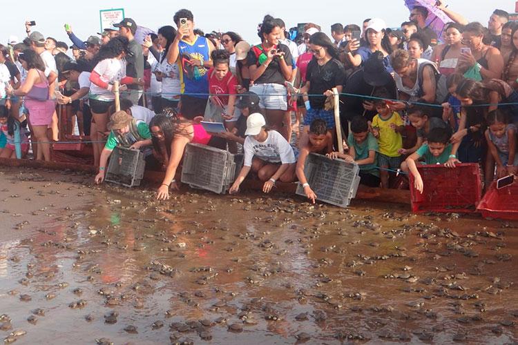 Mais um passeio em Afuá: Soltura de filhotes de tartarugas da Amazônia 