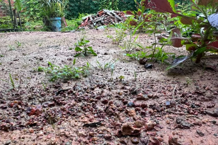 15 de abril: Dia Nacional da Conservação do Solo reforça importância de práticas sustentáveis em Santana