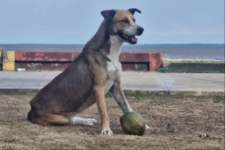 Governo do Amapá adere campanha nacional de combate aos maus-tratos animais