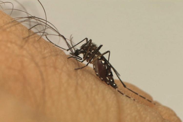 Vacina contra dengue começa a ser aplicada em fevereiro no Brasil