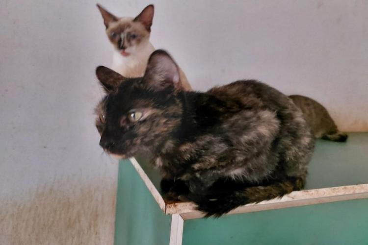 Governo do Amapá acolhe 15 animais em situação de vulnerabilidade, em Macapá