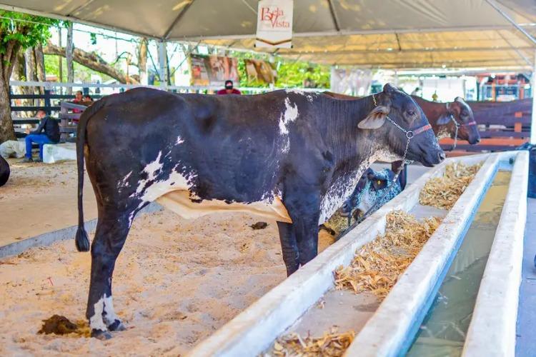 Criadores tem até o dia 30 para garantir espaço gratuito para exposição e comercialização de animais na Expofeira 2026