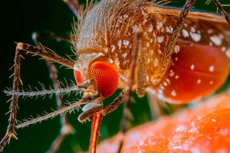 Infecções por vírus Oropouche podem ser até 200 vezes maiores que os casos registrados, aponta estudo da USP