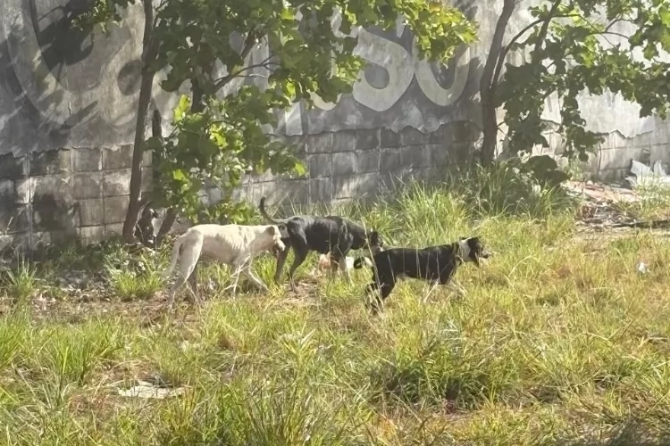 Dia Internacional dos Direitos Animais reforça importância do respeito, proteção e políticas públicas em Santana