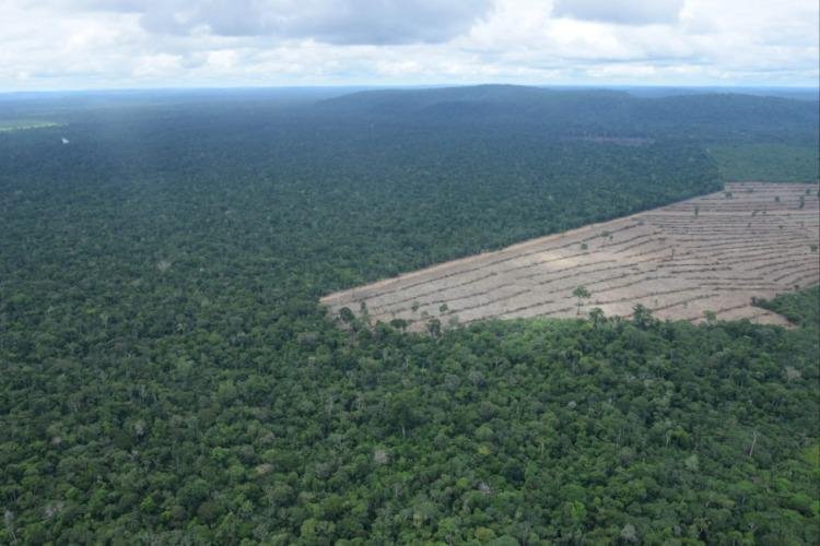 Emissões por desmatamento e mudanças no uso da terra caem 15% em 2025