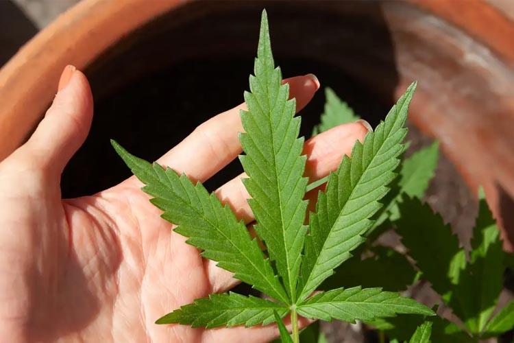 Descriminalização da maconha: “60g extrapola toda e qualquer razoabilidade