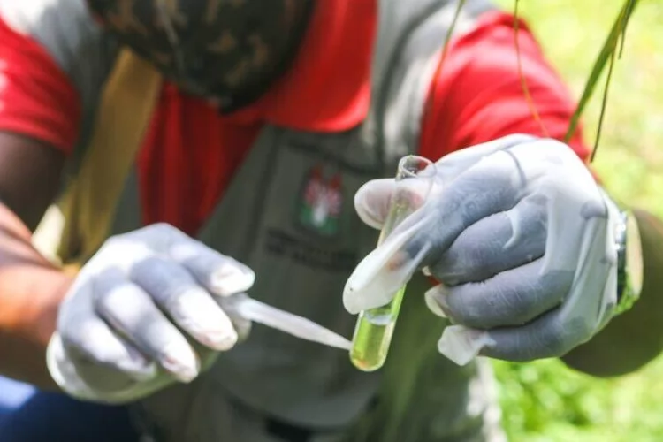 Macapá mantém baixo risco de infestação do Aedes aegypti, aponta LIRAa 2025	