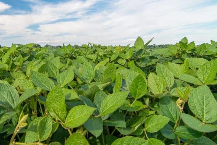 Soja avança e já ocupa 62% da área plantada nas regiões metropolitanas da Amazônia Legal