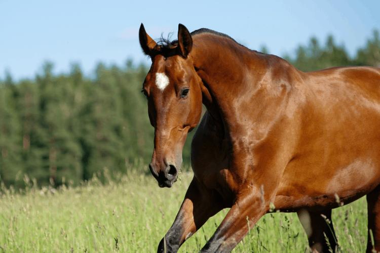 Miopatias em equinos: como tratar esses distúrbios musculares