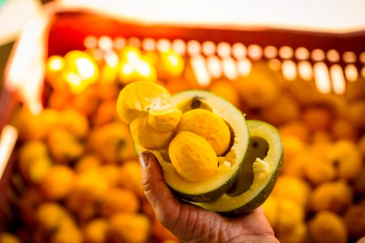 Lei do Pequi completa um ano sem regulamentação 