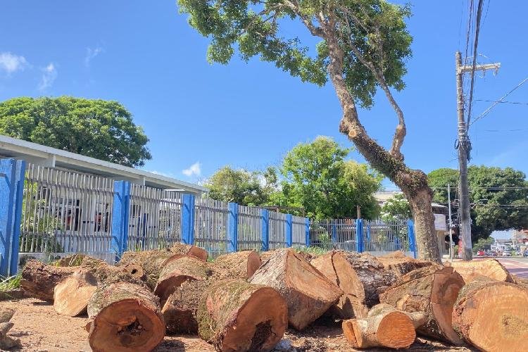 Seman realiza ação preventiva de cortes de árvores com mais de 50 anos no centro de Macapá