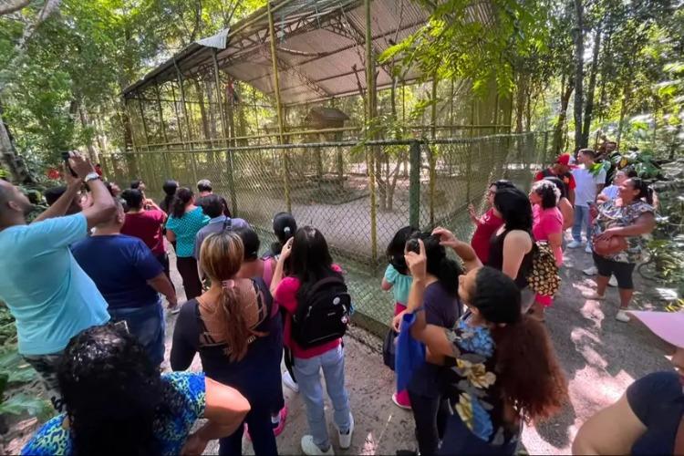 Projeto 'Caps Verão' promove manhã de integração e terapia ao ar livre no Bioparque da Amazônia
