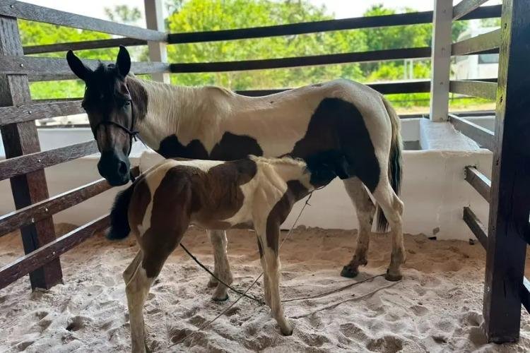 Governo do Amapá inicia recepção e inspeção sanitária dos primeiros animais para a Expofeira 2026