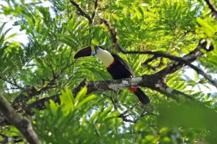 Governo do Amapá lança campanha "Junho Verde 2026" com ampla programação, 1ª Corrida do Meio Ambiente e Futlama