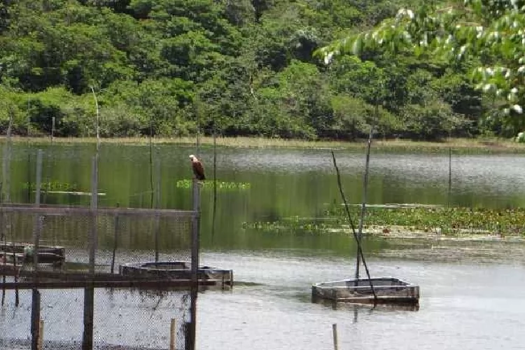 Amazônia no centro das discussões ambientais globais com a COP30