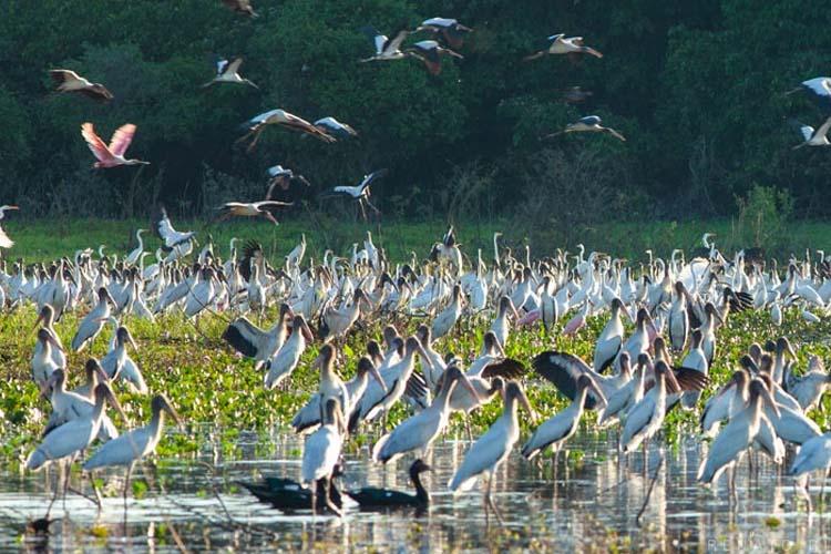 Pracuúba: Explorando tesouros naturais e atrações únicas