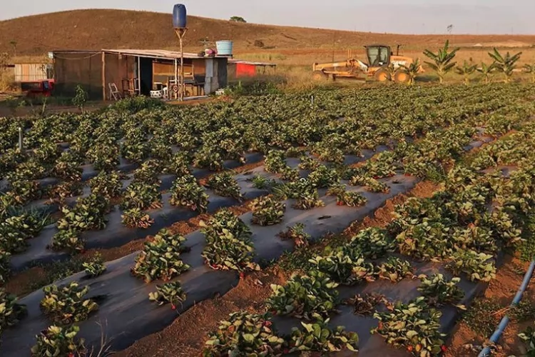MPF obtém decisão para suspender nome de assentamento que homenageia ex-prefeito de Tartarugalzinho (AP)