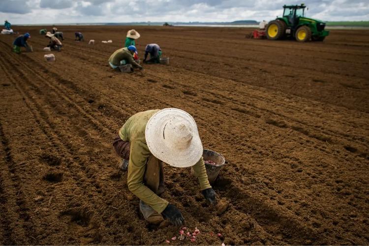 Governo atrasa pagamento de R$ 141 milhões de contratos do Seguro Rural
