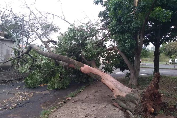 Chuvas e ventos fortes podem provocar queda de árvores; CEA Equatorial orienta população sobre como agir