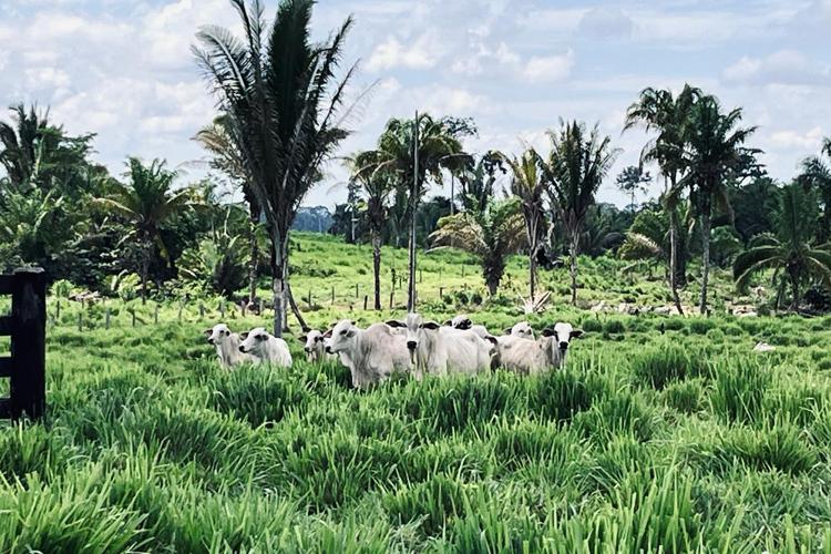 Chegada das chuvas na região Norte acende alerta para pecuaristas