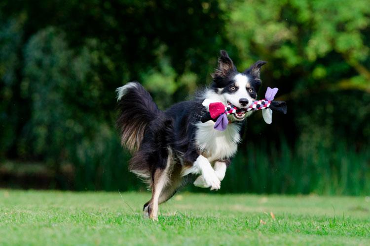 Benefícios e importância da suplementação para as articulações dos pets