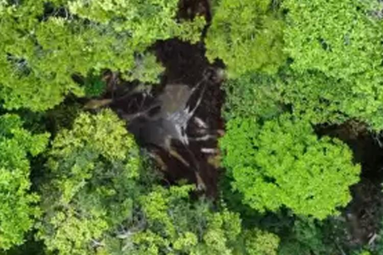 Startup da região amazônica estima faturar R$ 700 mil em 2023 com parcerias estratégicas para fomentar práticas ESG