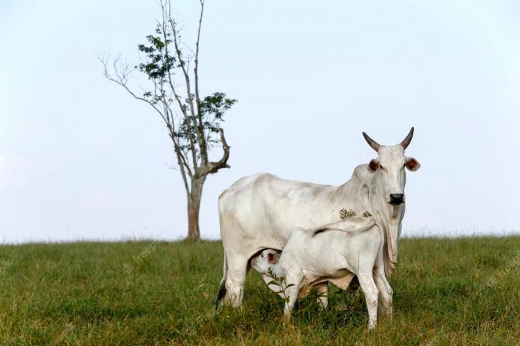 Da concepção à desmama: estratégias essenciais para a produção de bezerros de qualidade
