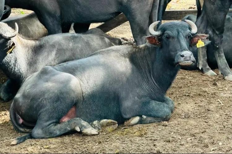 Governo do Amapá alerta produtores rurais sobre transmissão de raiva provocada por morcegos hematófagos nos rebanhos