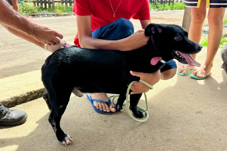 Bairro Infraero 1 recebe Vacinação Antirrábica Itinerante até sexta-feira (30)