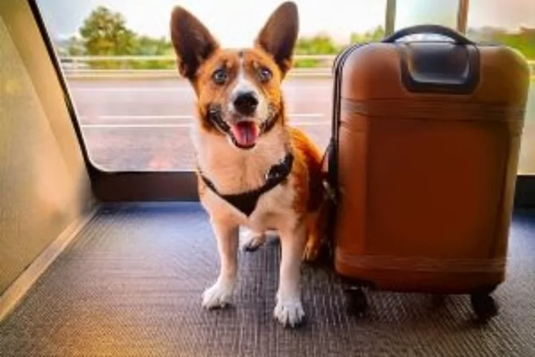 Vai viajar? Como criar um ambiente adequado para os pets
