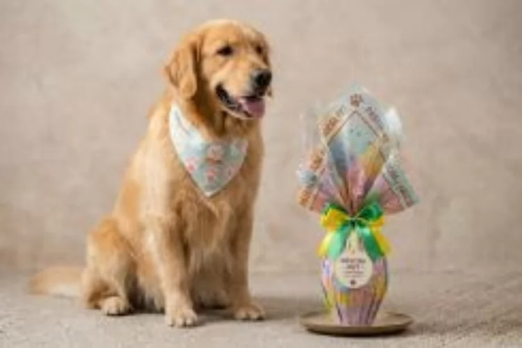 Pácoa pet: celebração em família impulsiona mercado e acende alerta veterinário