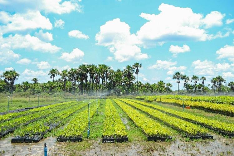Maior fazenda de plantio de açaí do mundo recebe visita técnica do Governador Clécio Luís