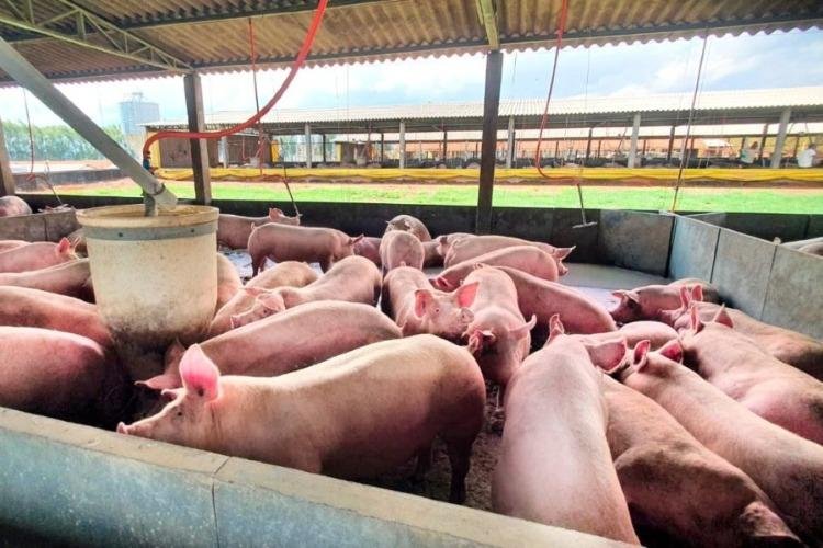 Expofeira 2026: AgroSummit destaca manejo e sanidade para obter bons resultados na suinocultura do Amapá