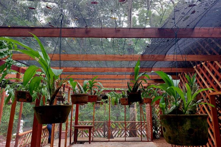 Orquidário Do Bioparque Recebe Ampliação Do Espaço Que Atende 456 Orquidário Do Bioparque Recebe Ampliação Do Espaço Que Atende 456