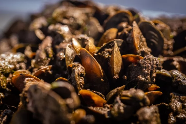  Cientistas alertam para avanço do mexilhão-dourado na Amazônia e risco de chegada ao rio Amazonas 