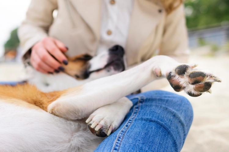 Ômega-3 é grande aliado na prevenção de doenças renais em pets