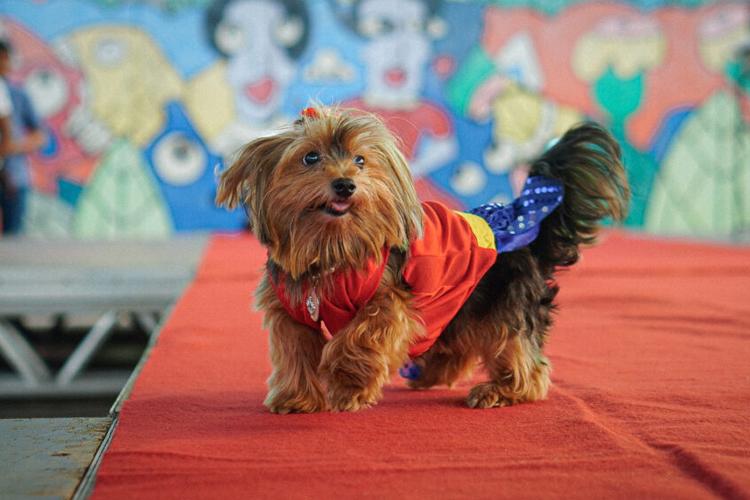 Mundo Pet: diversão e criatividade marcam a 2ª edição do HallowPet