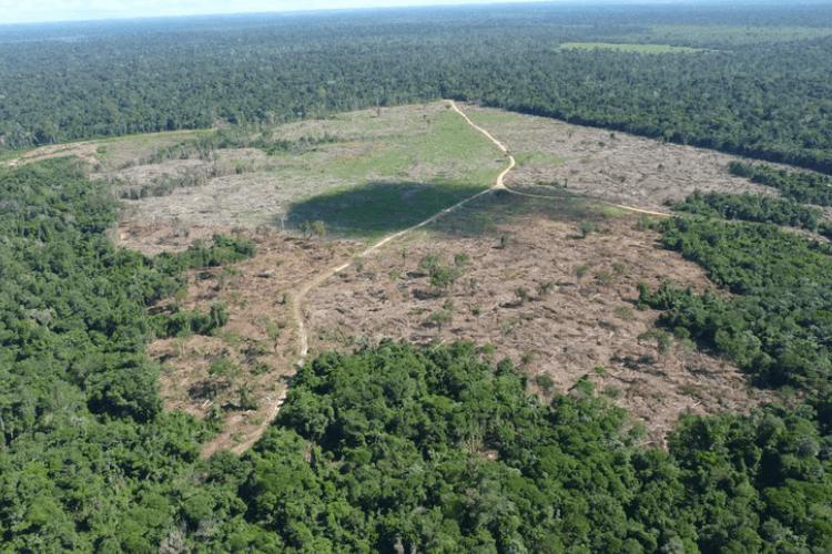 Exploração madeireira cresce 584% em Roraima