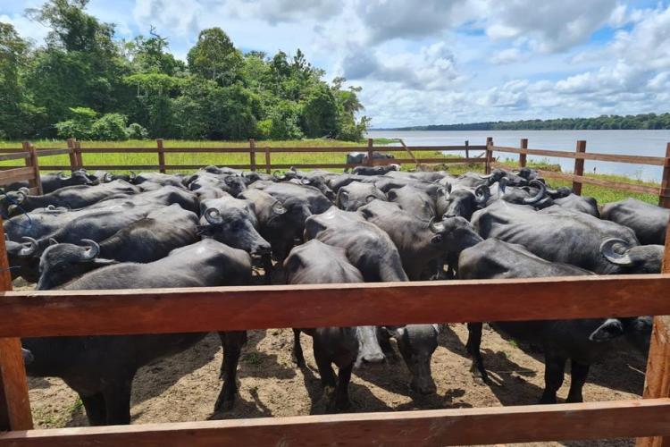 Amapá atinge status de 