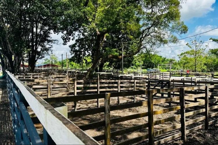 Expofeira 2026: Estruturas para exposição e comércio de animais entram na fase final de preparação