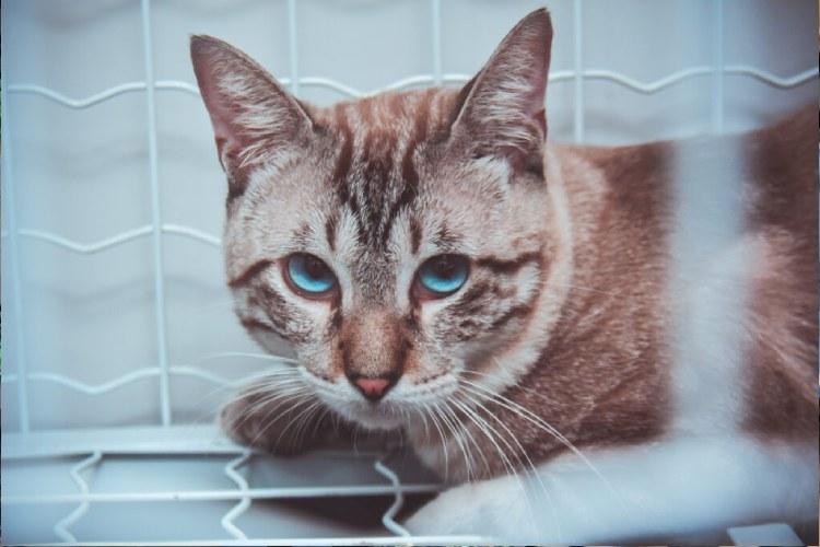 Castramóvel Itinerante atende felinos de ambos os sexos, na Zona Oeste de Macapá