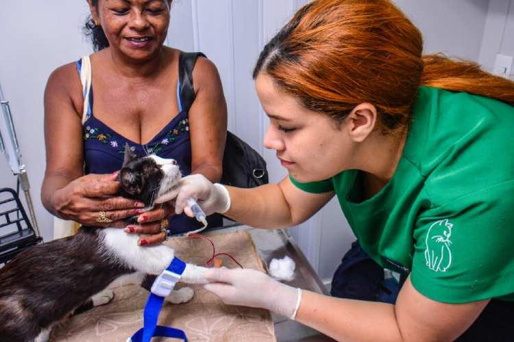 Novo local: Castramóvel Itinerante atende felinos de ambos os sexos