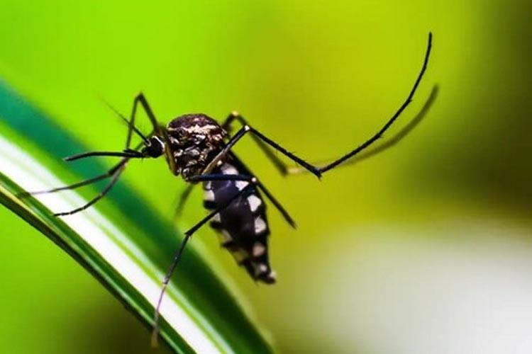 Brasil contabiliza mais de 2,4 milhões de casos de dengue