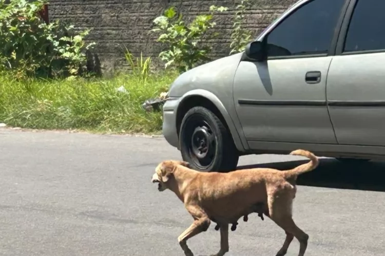 Dezembro Verde: Prefeitura de Santana intensifica ações de combate ao abandono e maus-tratos de animais