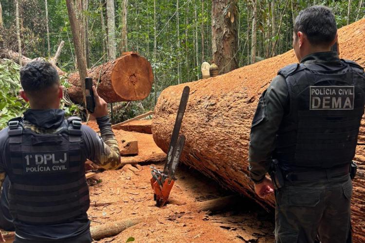 Polícia prende homem por desmatamento ilegal em Mazagão