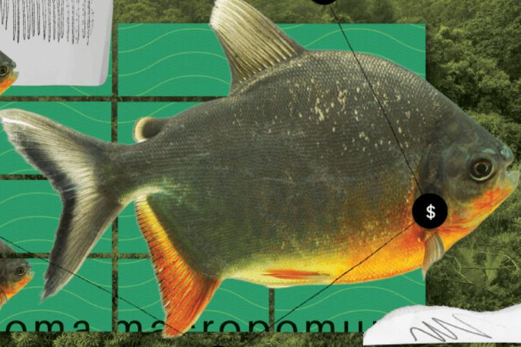 O início do fim: novo estudo alerta sobre o declínio do cultivo de peixes na Amazônia