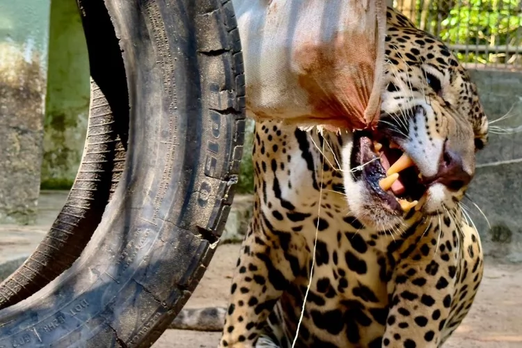 Bioparque da Amazônia celebra Dia da Onça-Pintada